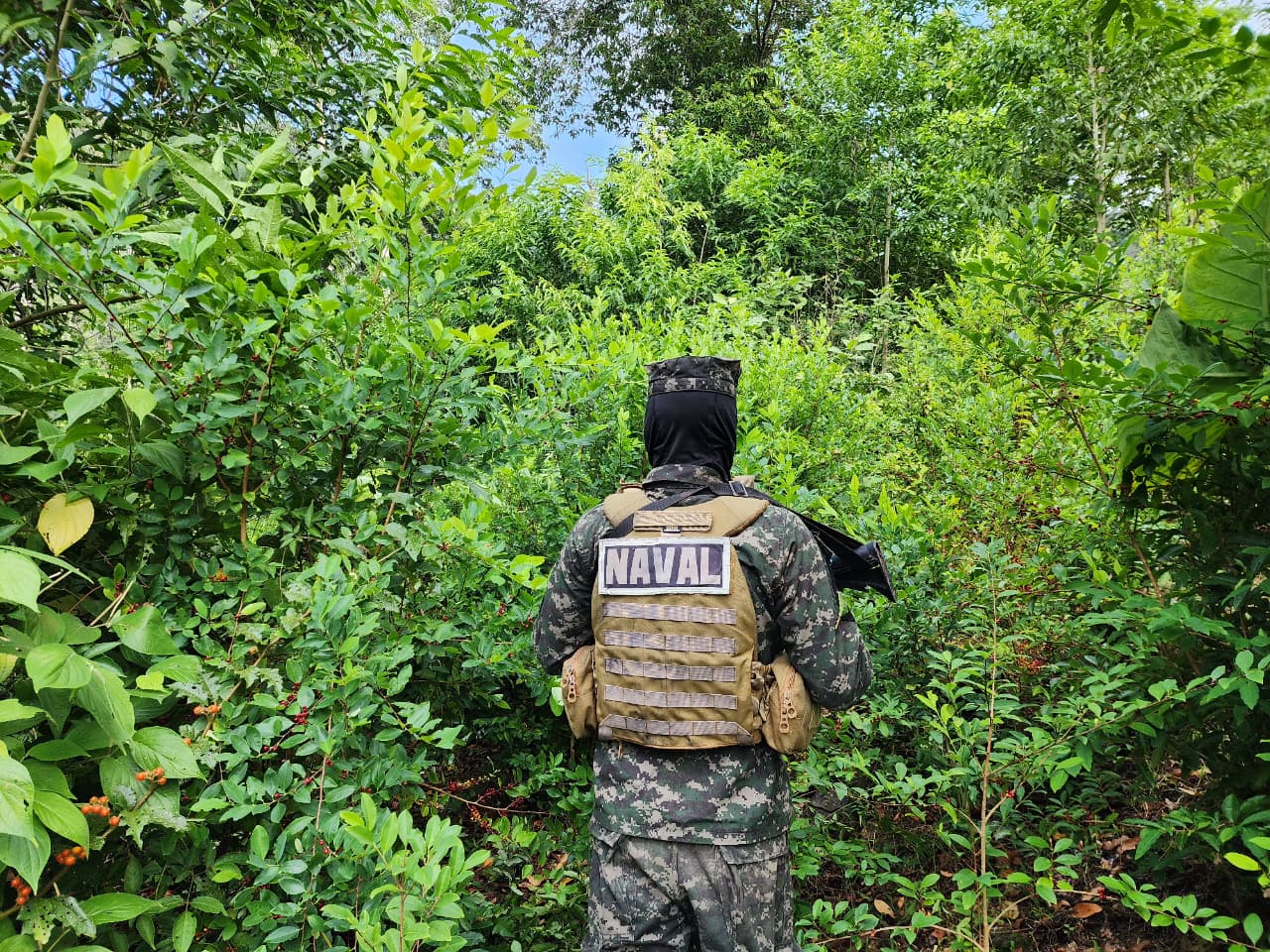 Golpe al narcotráfico en La Ceiba: más de 40,300 arbustos de coca asegurados
