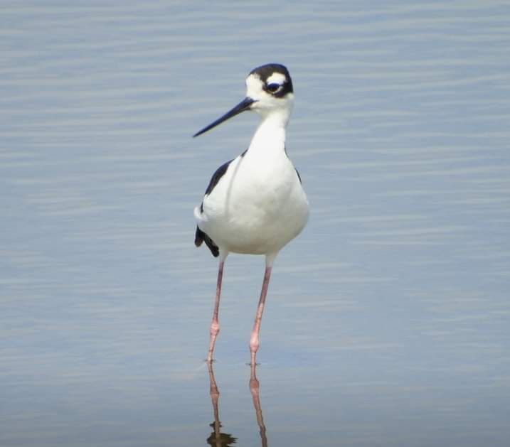 IHT apoyó el Día de la Observación de Aves