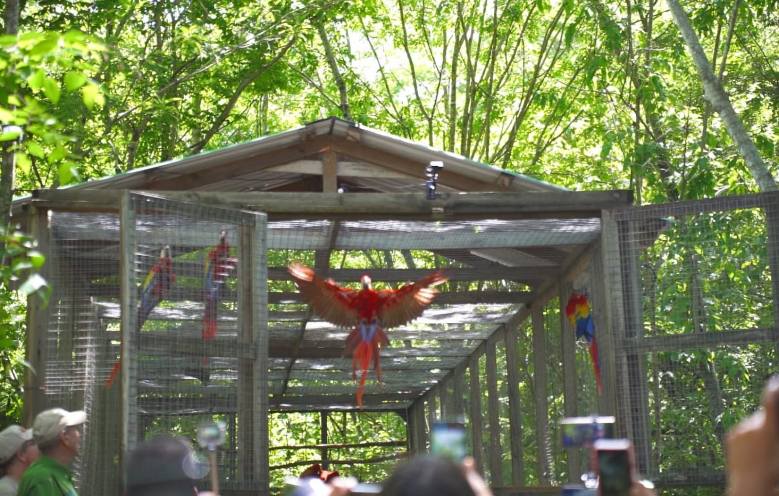 El cielo de Copán se adorna con la liberación de 12 ejemplares de Guacamaya Roja