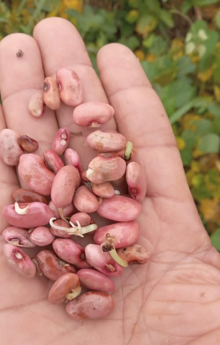 INA-Sur productores pierden sus cosechas  por intensas lluvias por Tormenta Sara