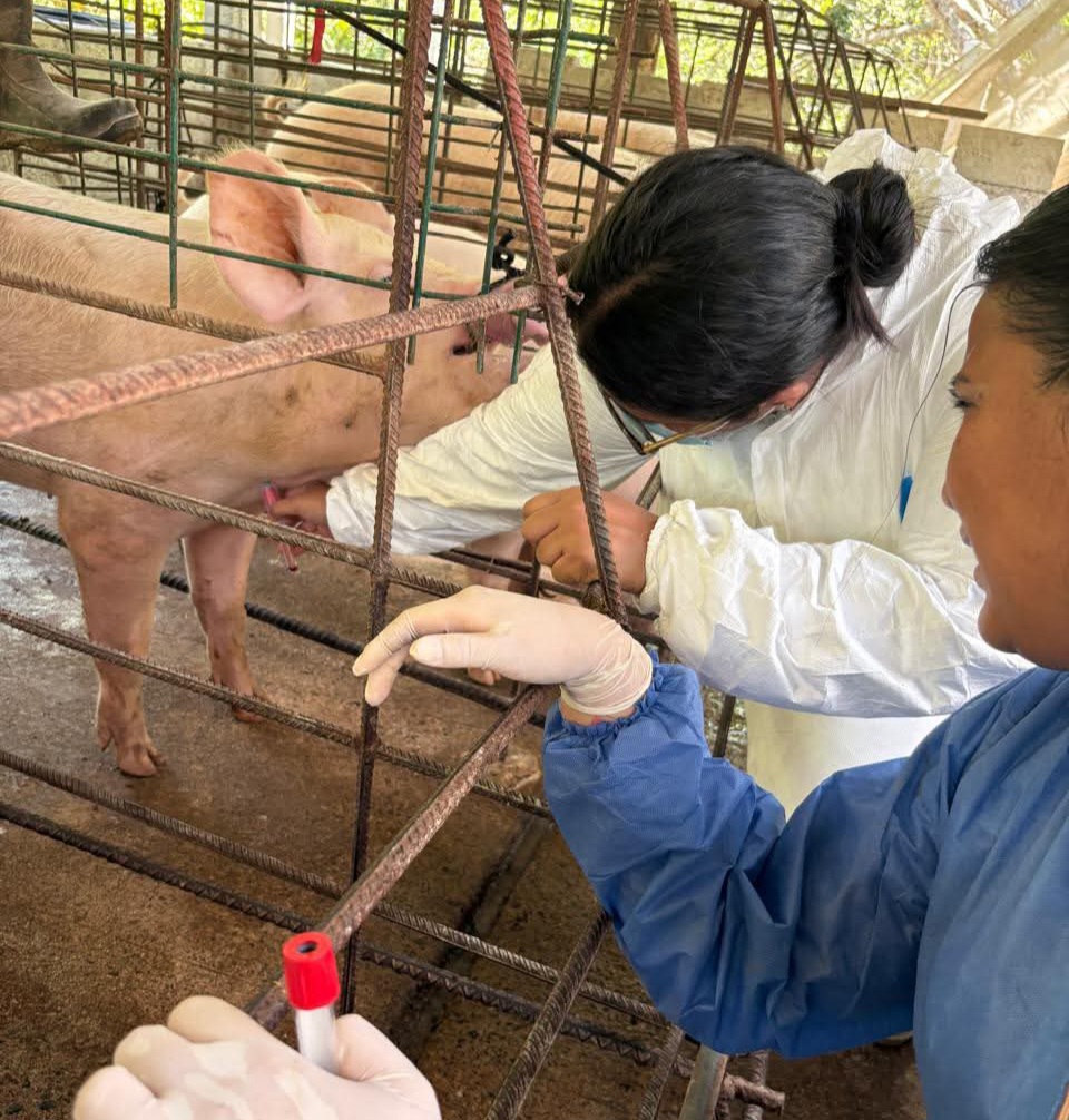 Honduras fortalece capacidades en sanidad porcina con apoyo de México