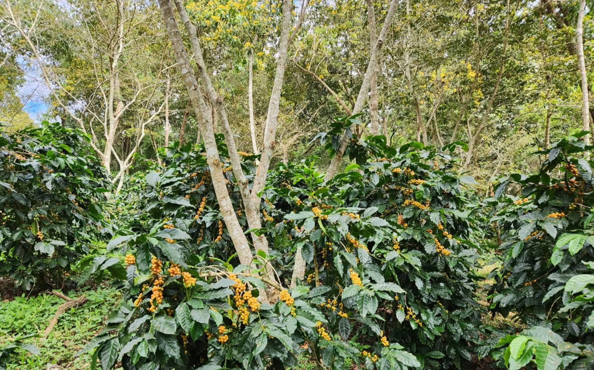 BANADESA mantiene su respaldo al café mientras llega desembolso del CAF