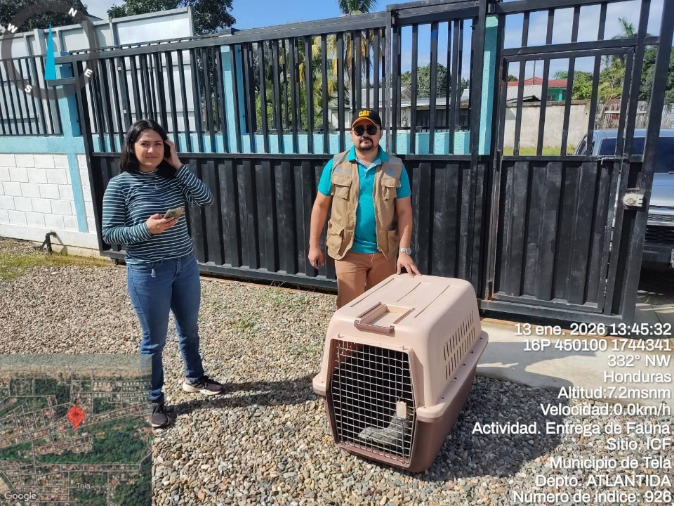 Protección de la vida silvestre: ICF rescata grisón y garantiza su rehabilitación...