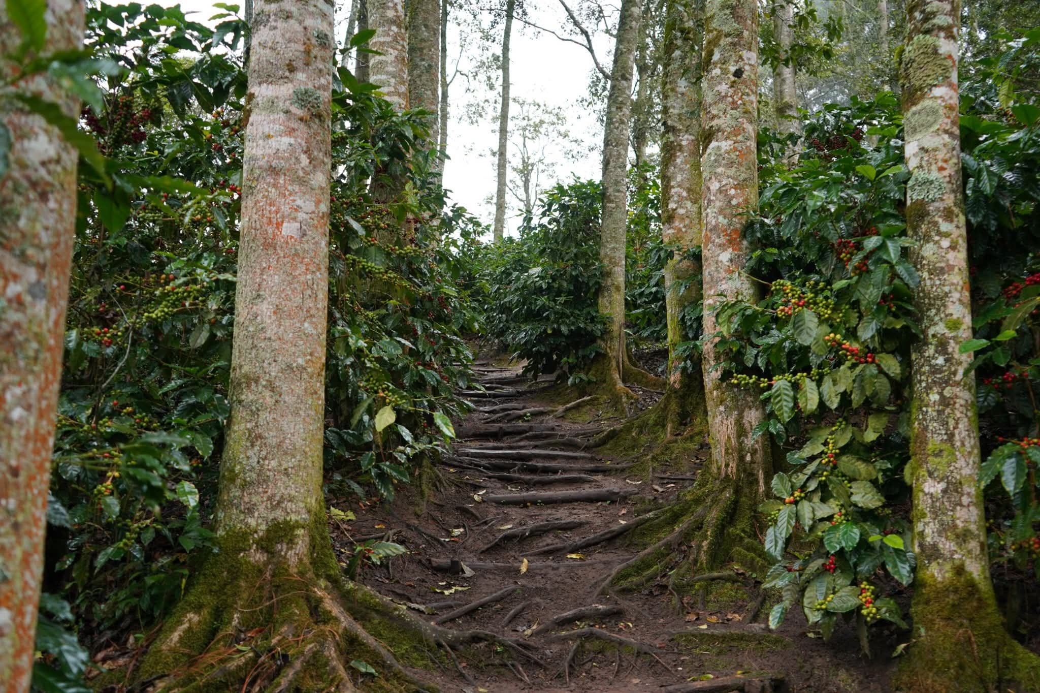 Lista la Segunda Vuelta Ciclistica Cafetalera sábado 17 de enero en Siguatepeque...