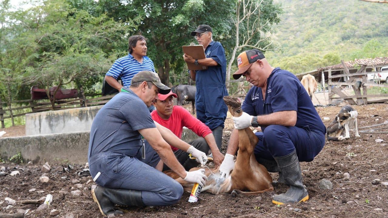 Senasa refuerza las medidas contra el gusano barrenador del ganado en Olancho