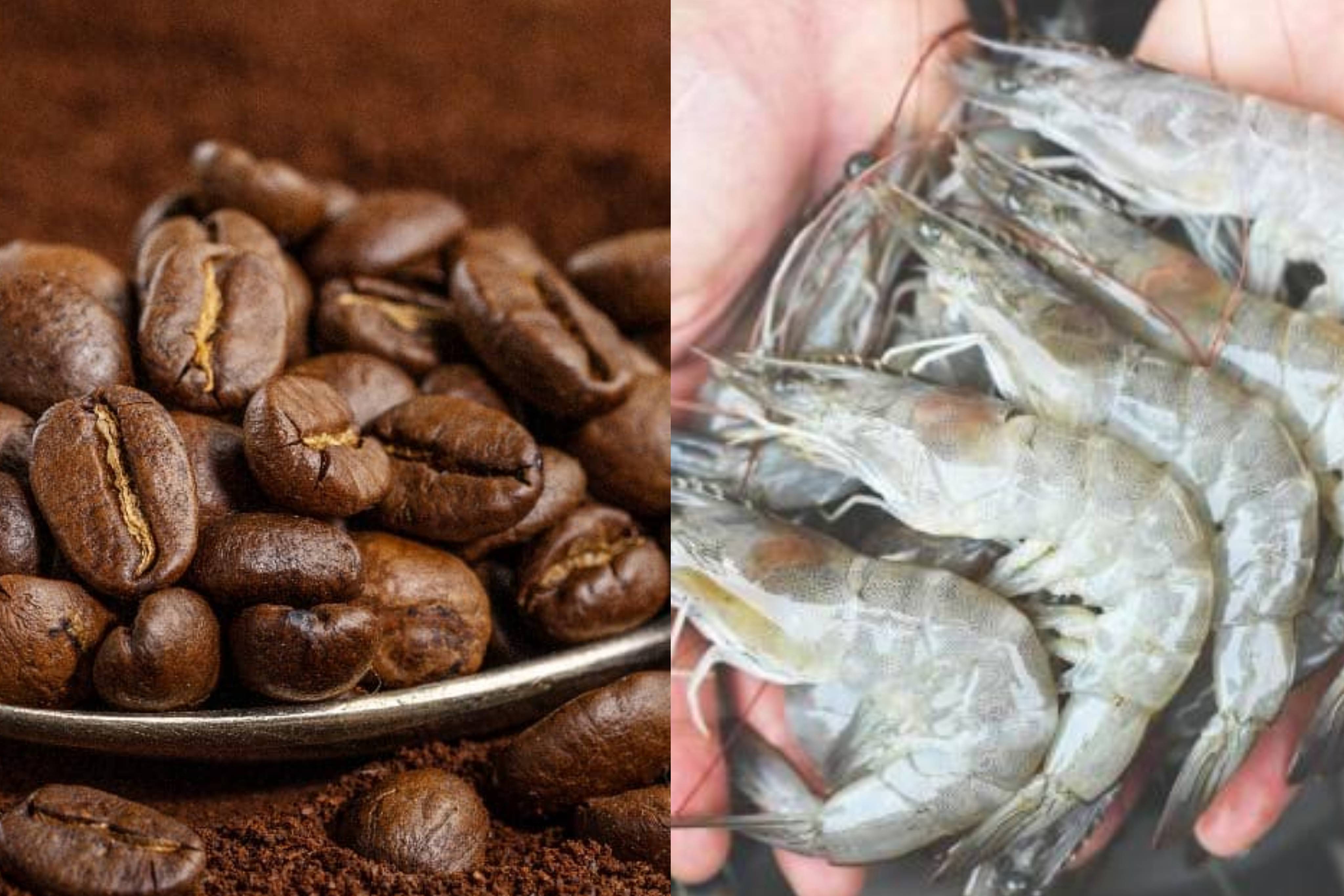 Café, camarón y aceite de palma lideran repunte exportador 