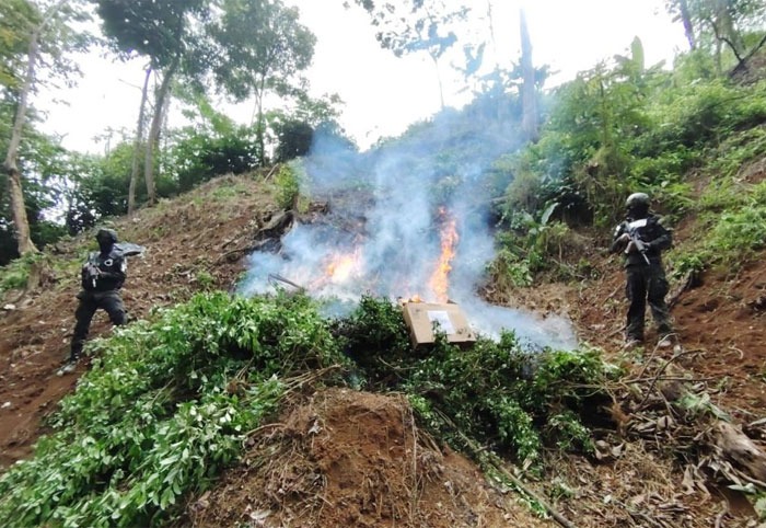 En Colón FF. AA.  asegura y erradica 20,000 arbustos de coca