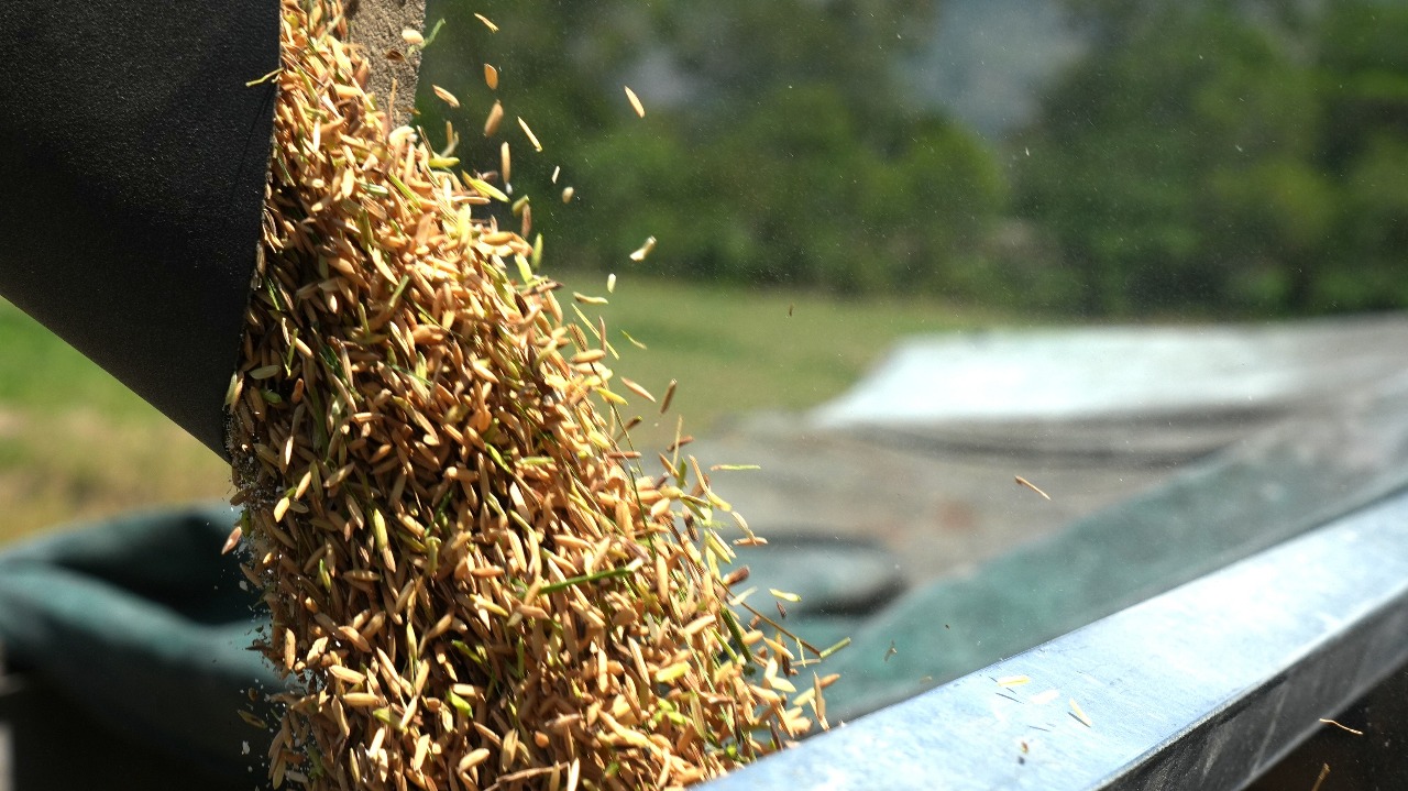 Gobierno impulsa autosuficiencia alimentaria con plan integral para reactivar la producción nacional de arroz