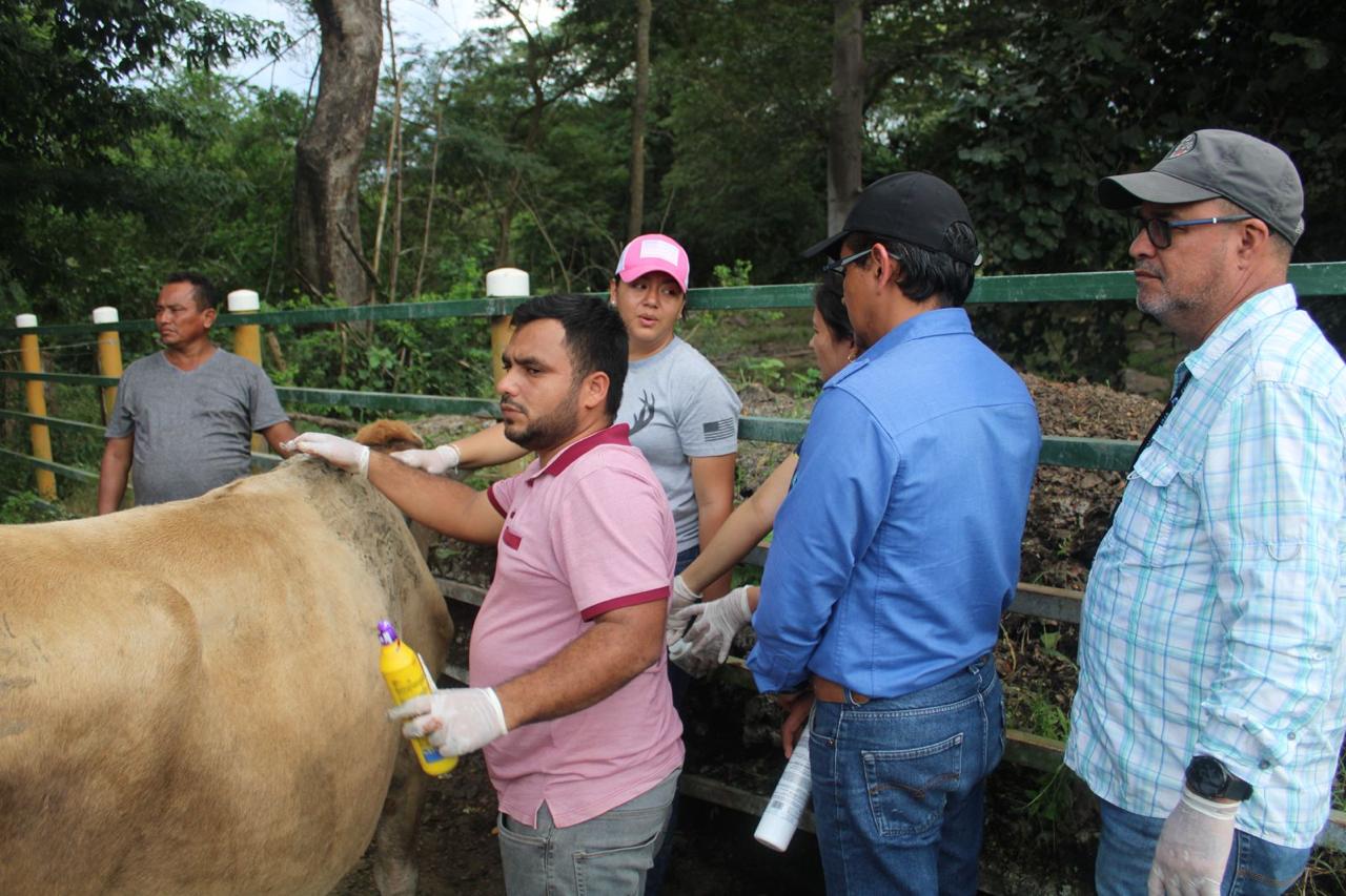 Senasa socializa plan nacional contra el gusano barrenador en Olancho para proteger salud pública y el sector ganadero