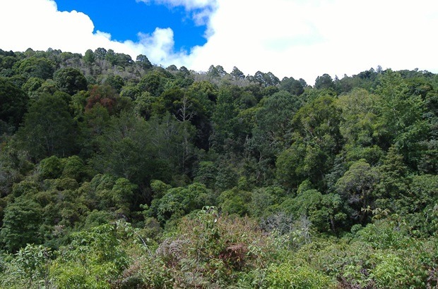 Honduras conserva el 51% de su territorio bajo cobertura forestal, destaca ICF...