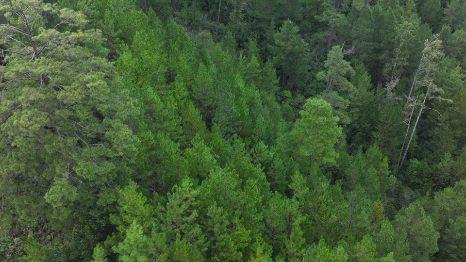 Bosques bajo vigilancia: Honduras reduce en 43% afectaciones por gorgojo