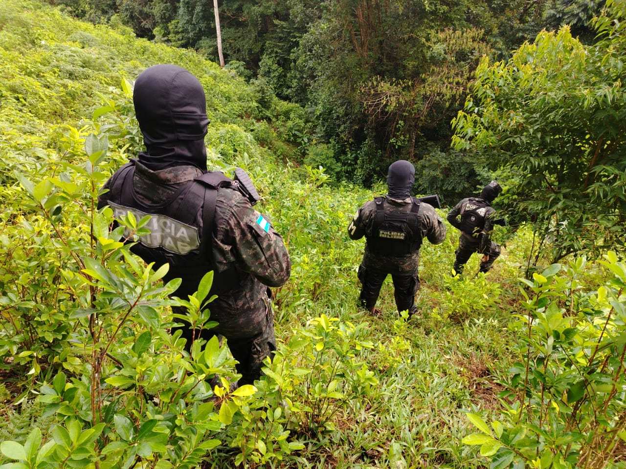 FFAA asegura plantación con 16 mil arbustos de hoja de coca en Colón*...