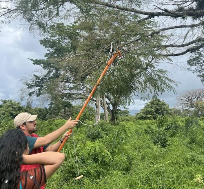 Alertan en Olancho, árboles de guanacaste afectados por Defoliadores del orden Lepidóptera