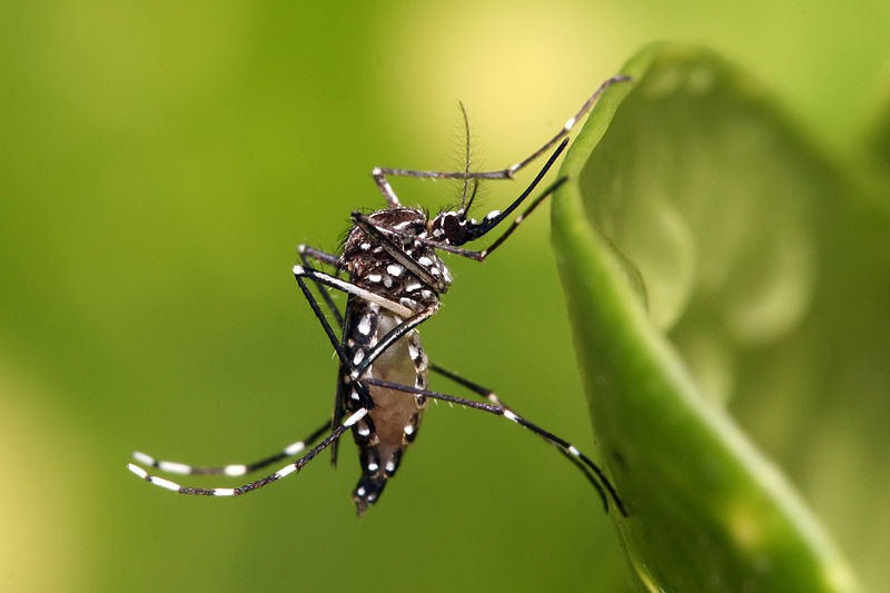 SESAL en permanente alerta y Vigilancia para Abordar la Emergencia por Dengue