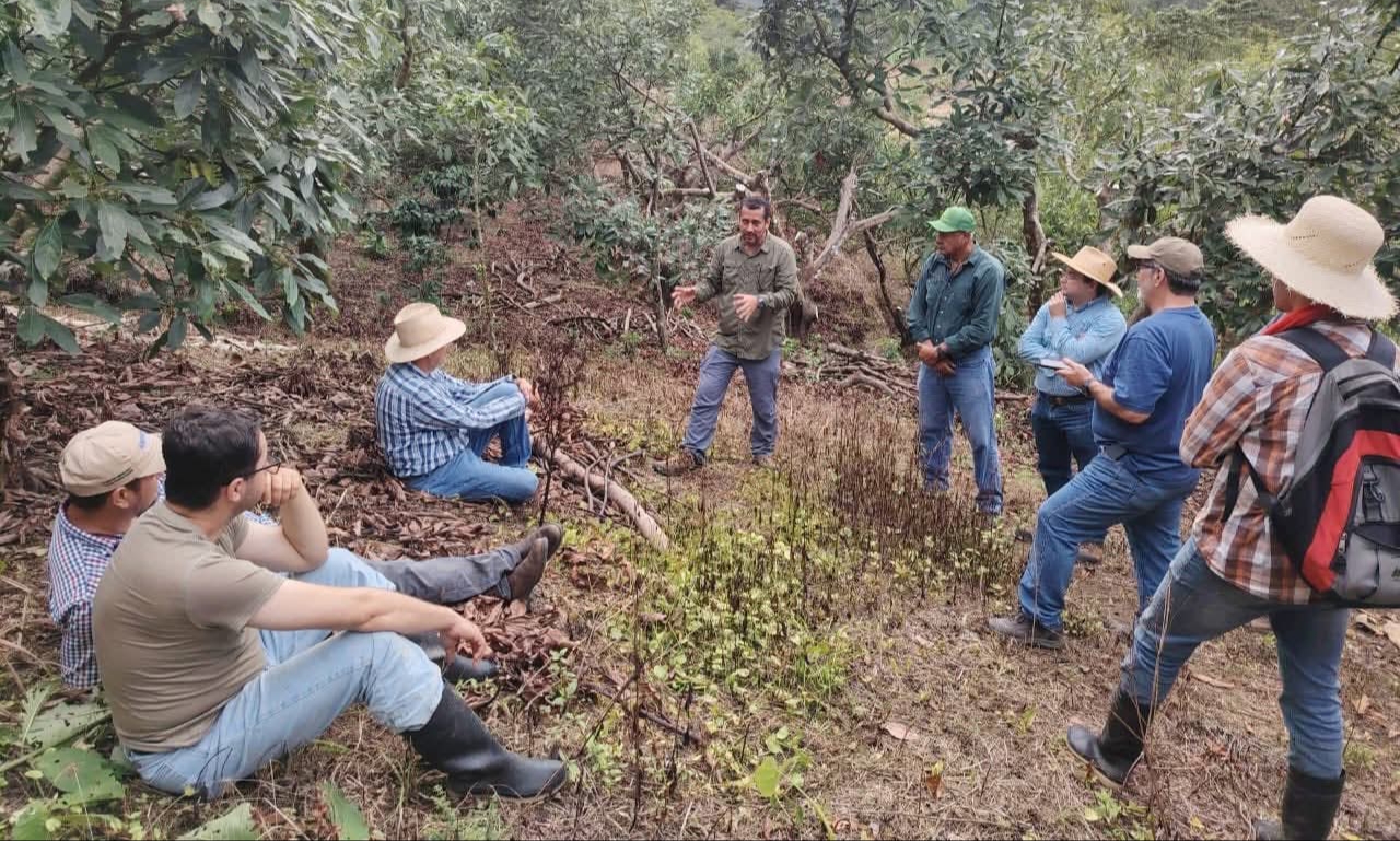 Junto a experto mexicano evalúan producción de aguacate en Santa Bárbara...