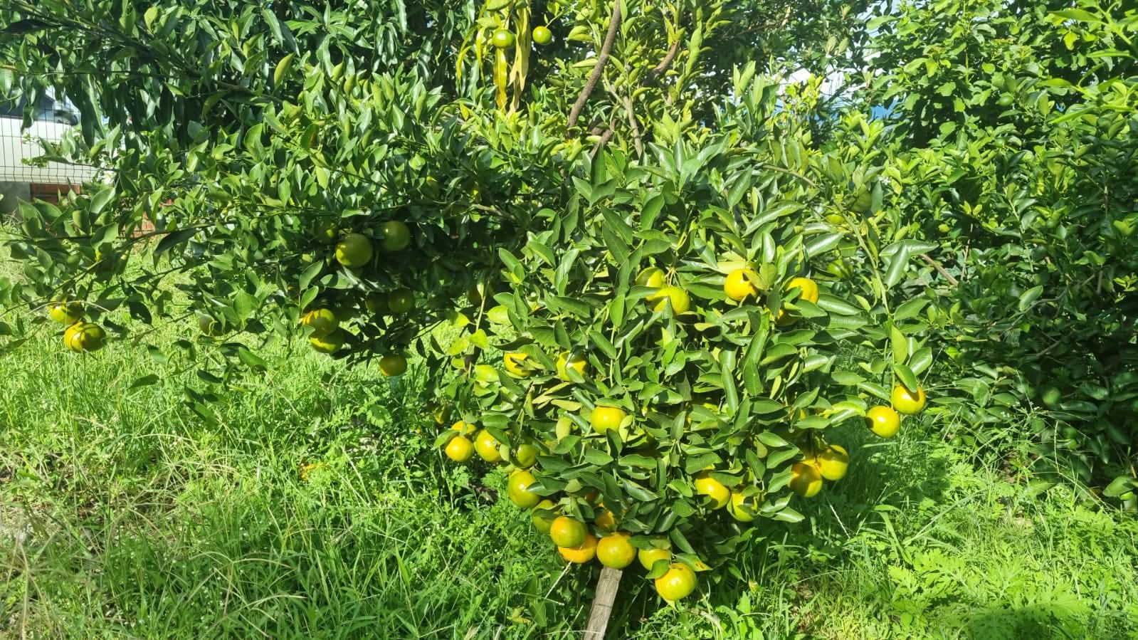 Bajo el liderazgo de la Presidenta Xiomara Castro, el campo hondureño vive una transformación histórica

 