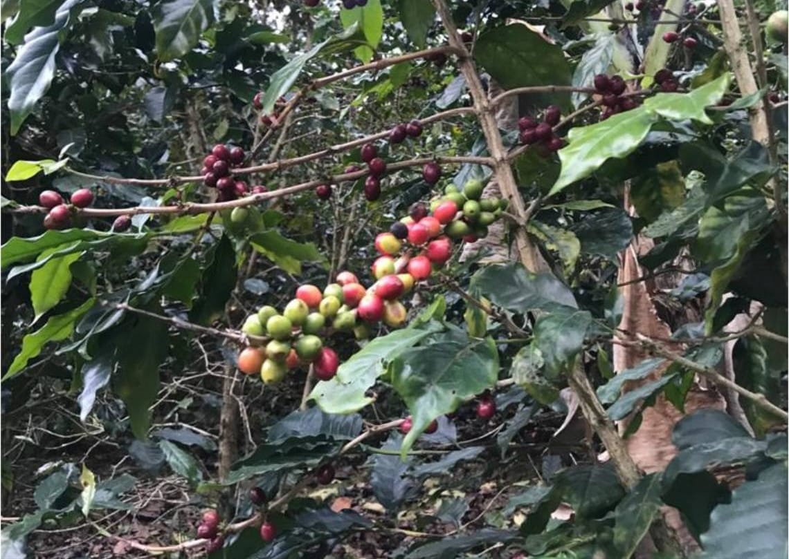 Ministra del IHT, da la bienvenida a los participantes del Consejo Internacional del Café (OIC) en su 140 Asamblea