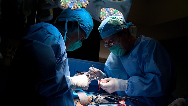 Investigadores chinos realizan el primer trasplante de pulmón de cerdo modificado genéticamente en un humano, viable durante nueve días