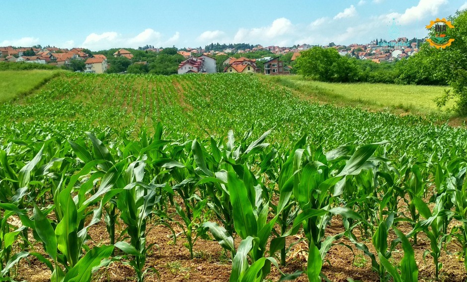 Fijan precio del quintal de maíz hasta agosto de este año...