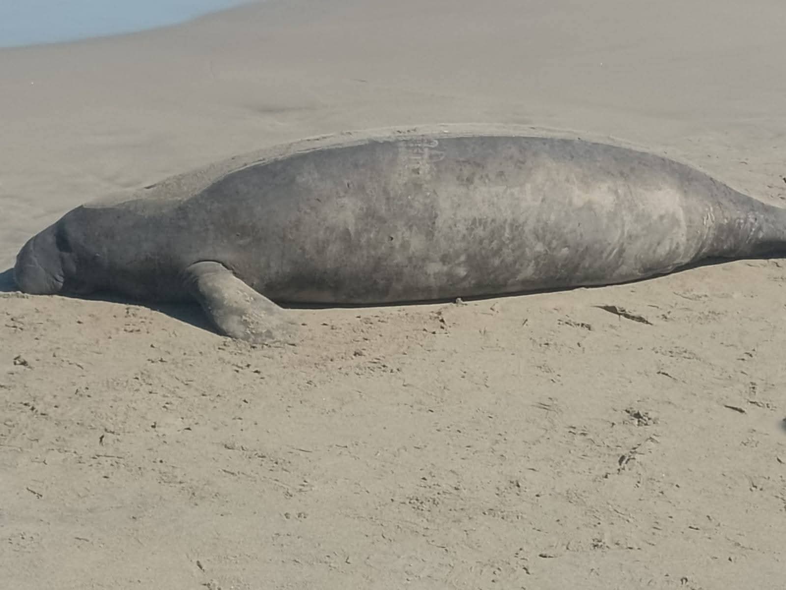 ICF y el Departamento de Vida Silvestre atienden denuncia de un manatí sin vida en la comunidad gar...