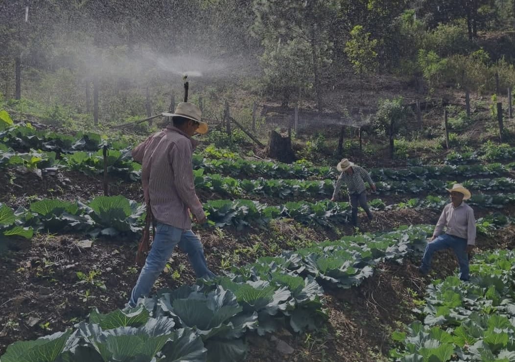 Fincas Modelos, espacios para aplicar tecnologías  climáticamente inteligentes...